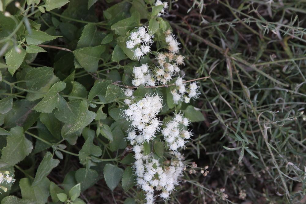Photo of White Snakeroot (Ageratina altissima var. altissima) uploaded by dave