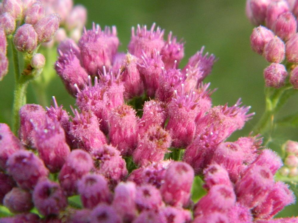 Photo of Saltmarsh Fleabane (Pluchea odorata) uploaded by wildflowers