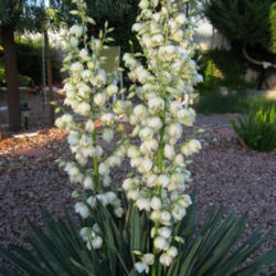 Location: Las Vegas, Nevada
Date: 2011-10-30
Spanish Bayonet Yucca in bloom