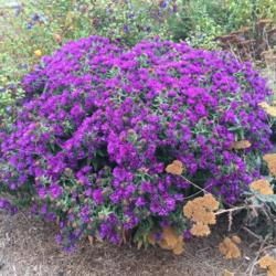 Location: Hamilton Square Perennial Garden, Historic City Cemetery, Sacramento CA.
Date: 2015-09-30
Zone 9b. Well behaved slow growing clump. Great "Purple Dome" of 