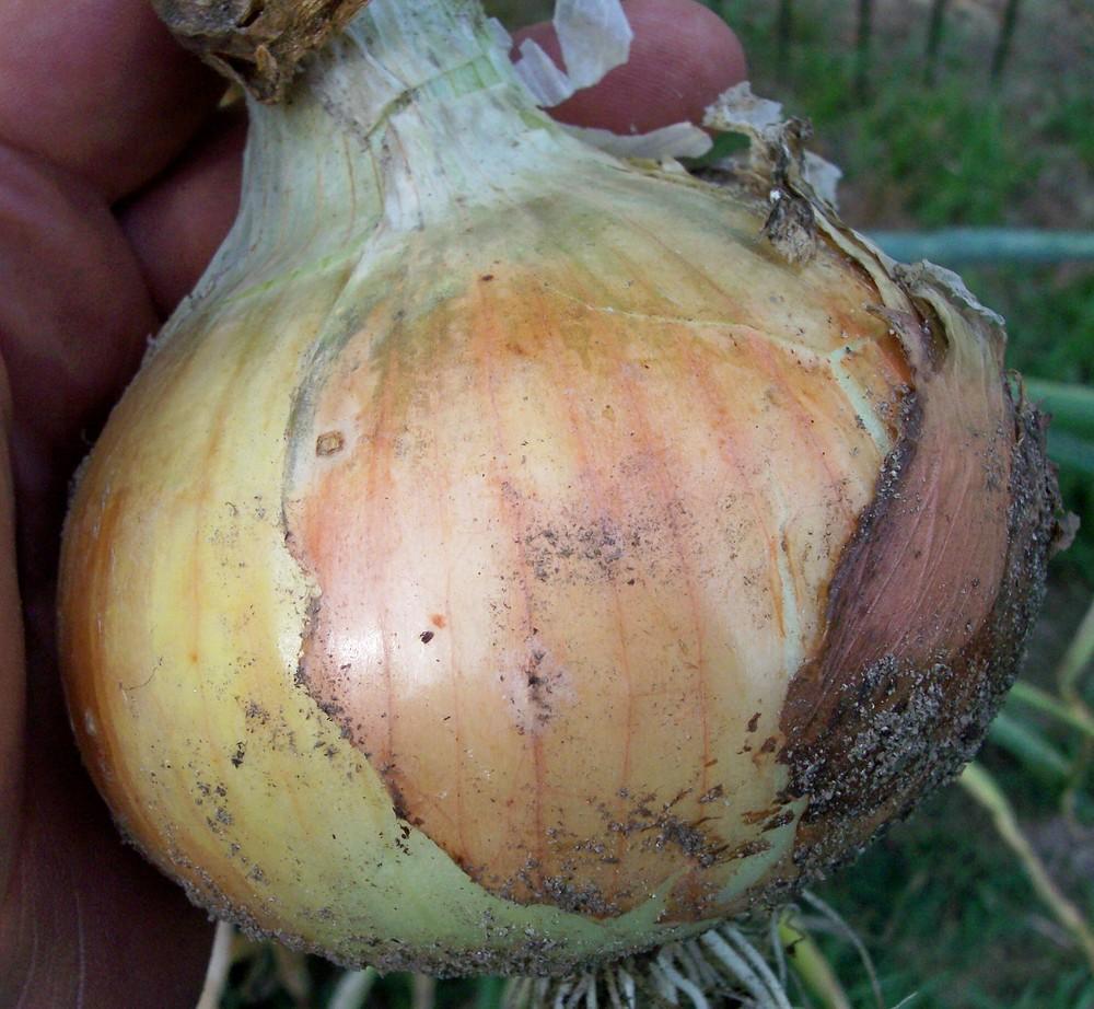 Photo of Onion (Allium cepa 'Sapelo Sweet') uploaded by farmerdill