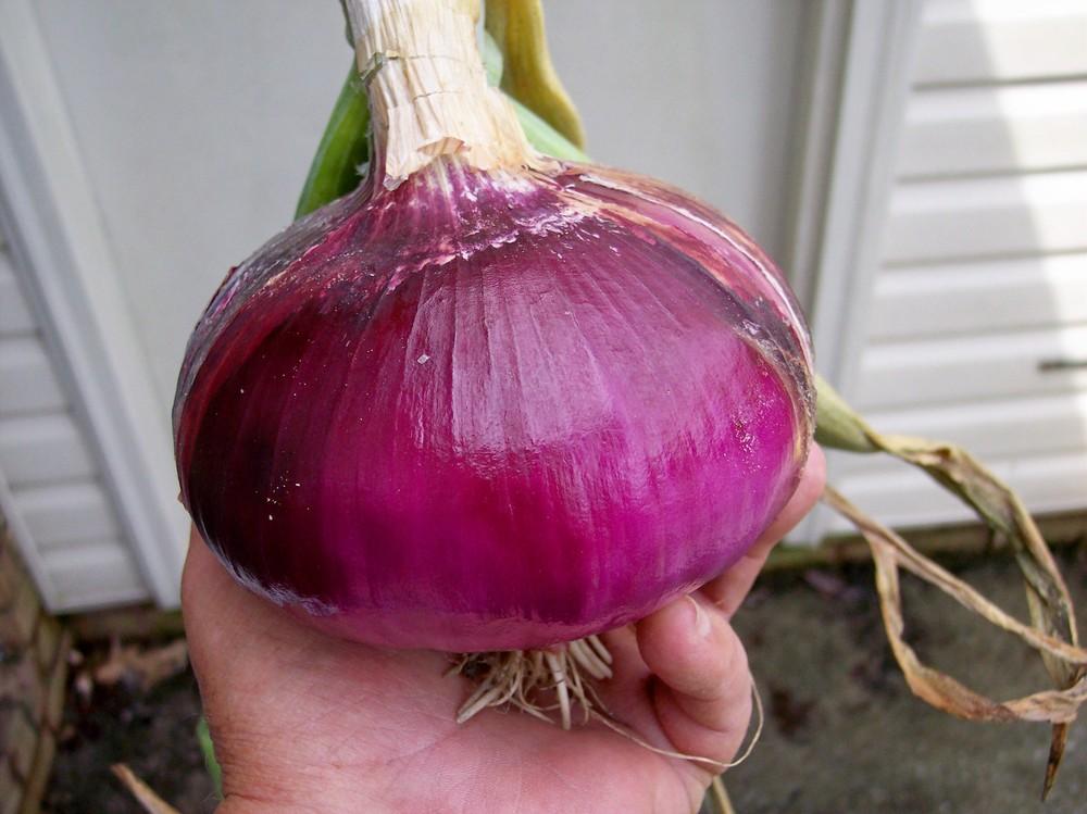 Photo of Onion (Allium cepa 'Pinot Rouge') uploaded by farmerdill