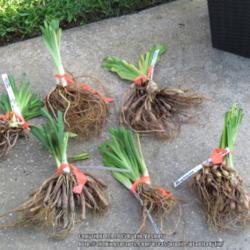 Location: Daytona Beach, Florida
Date: 2015-09-30
Bare root plants just unpacked
