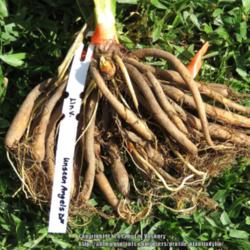 Location: Daytona Beach, Florida
Date: 2015-10-01
Bare root plants just unpacked
