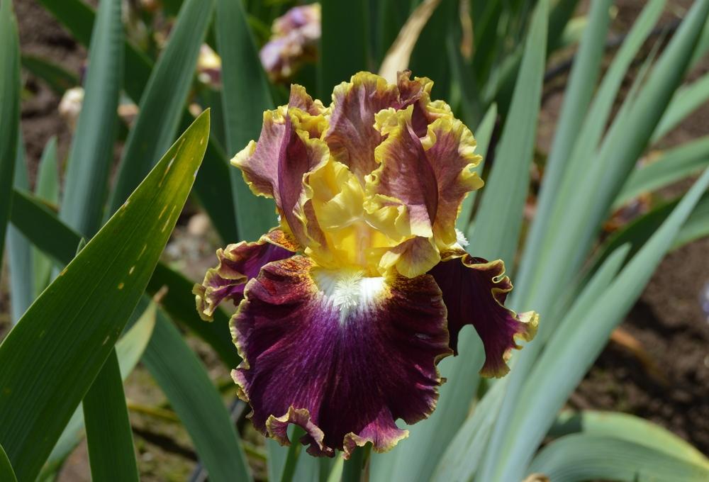 Photo of Tall Bearded Iris (Iris 'Affair To Remember') uploaded by KentPfeiffer