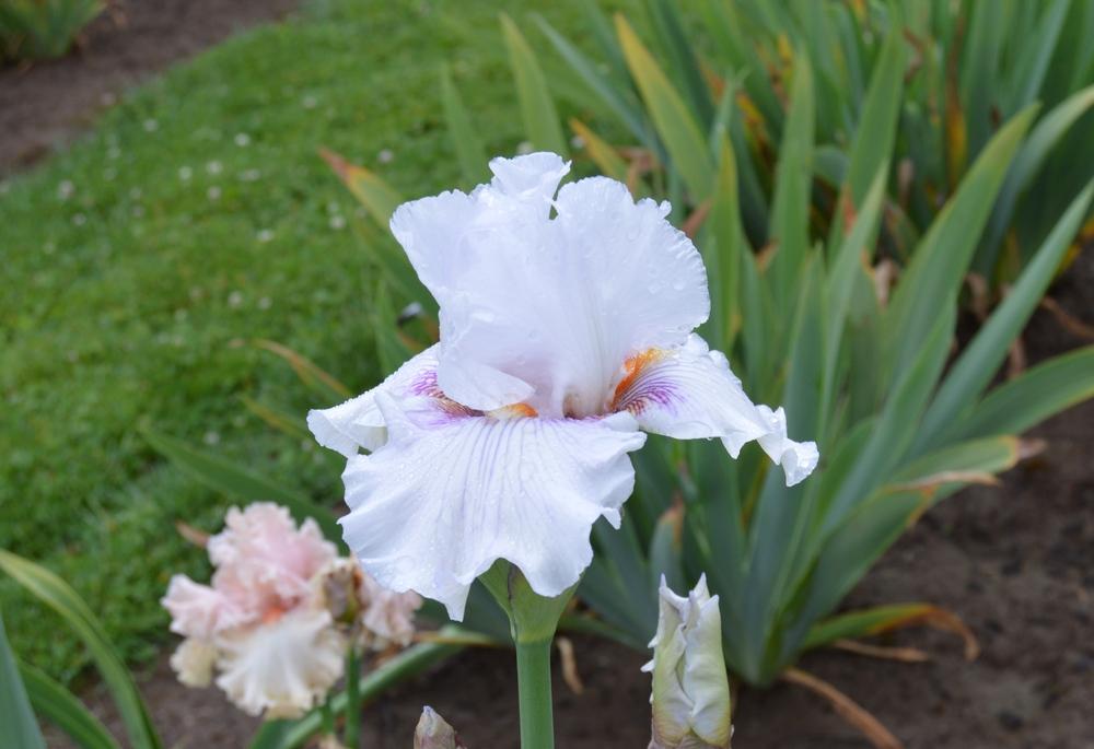 Photo of Tall Bearded Iris (Iris 'Wish List') uploaded by KentPfeiffer