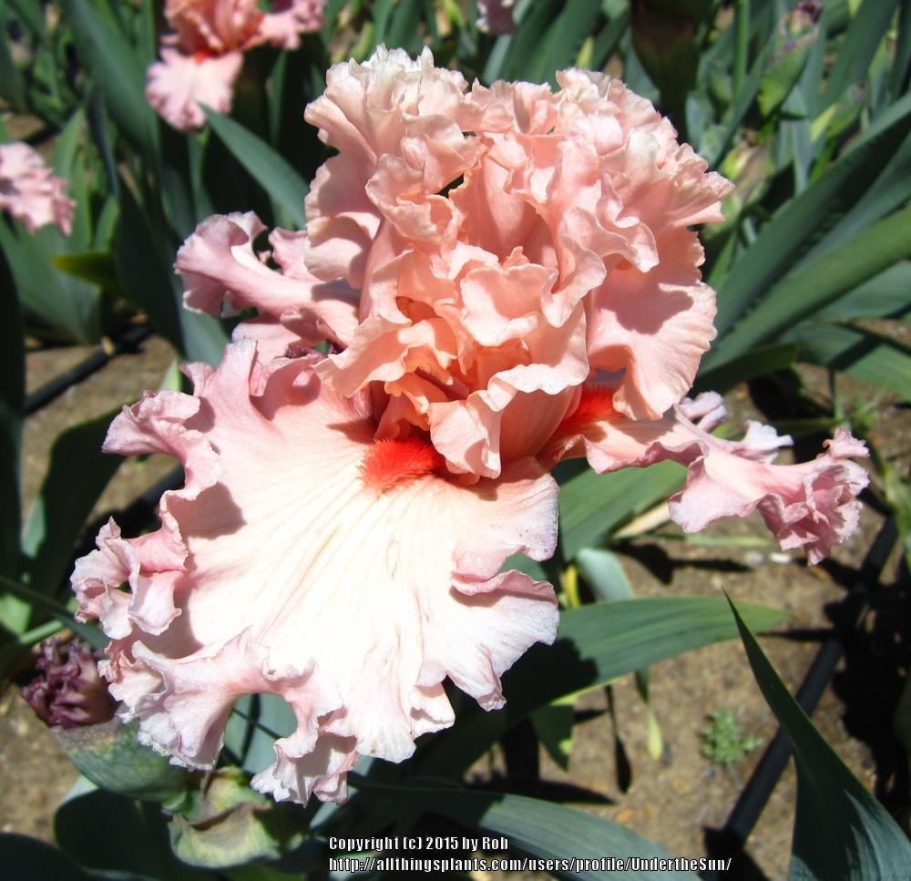 Photo of Tall Bearded Iris (Iris 'Splendid Spring') uploaded by UndertheSun