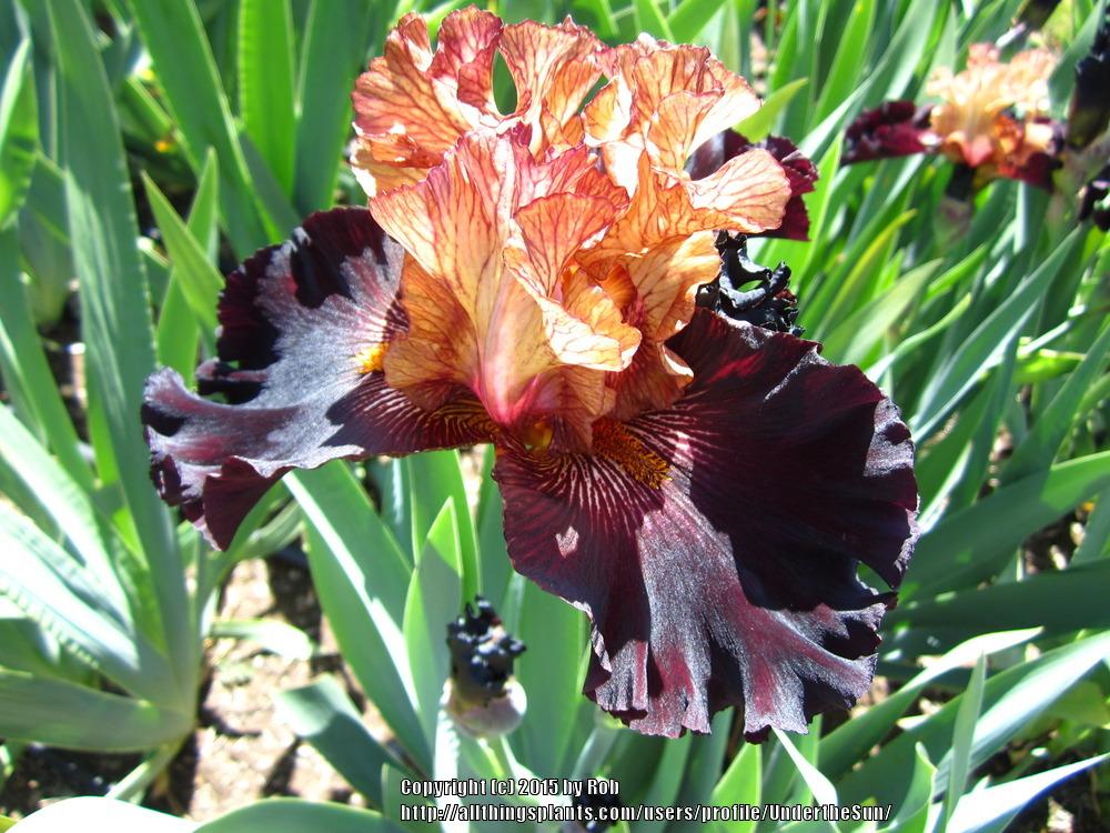 Photo of Tall Bearded Iris (Iris 'Caramel 'n Chocolate') uploaded by UndertheSun