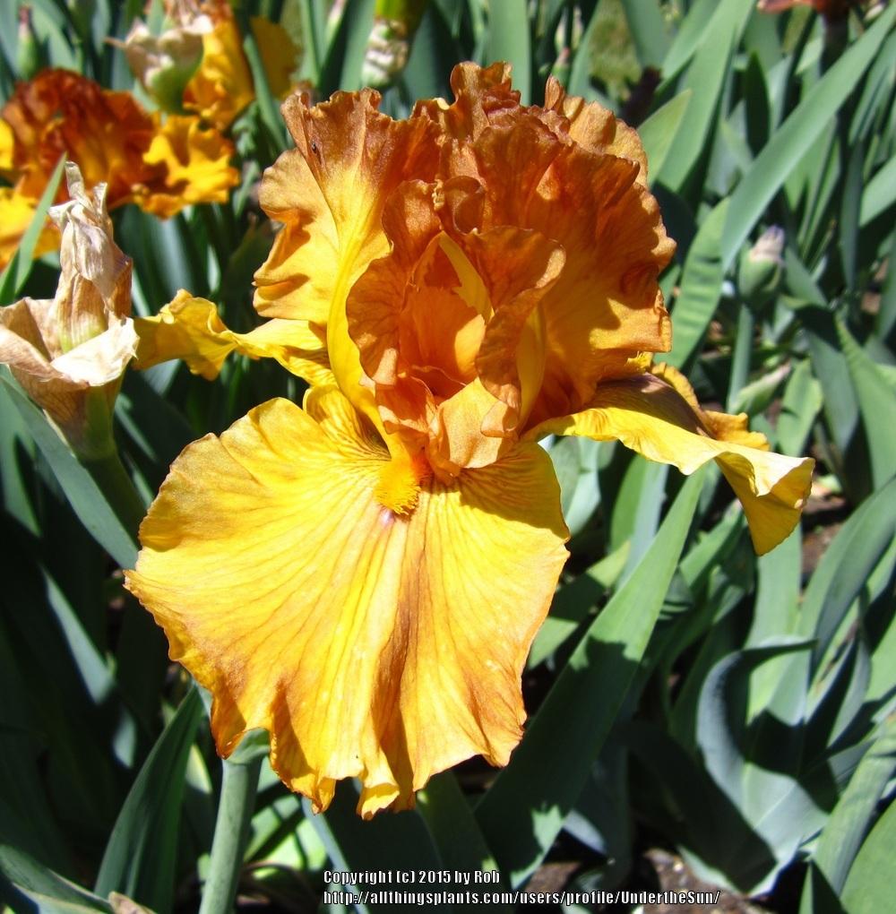Photo of Tall Bearded Iris (Iris 'Spice Trader') uploaded by UndertheSun