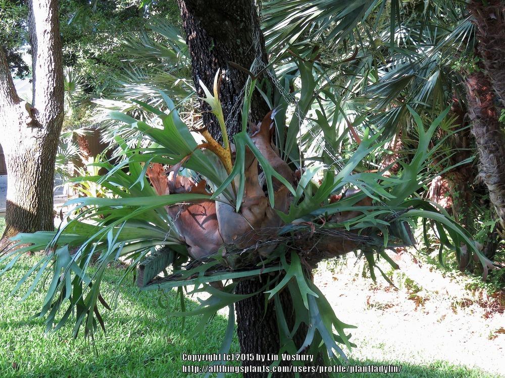 Ask a Question forum How to hang a Staghorn Fern