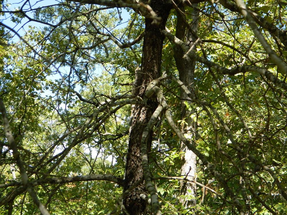 Photo of Blackjack Oak (Quercus marilandica) uploaded by wildflowers