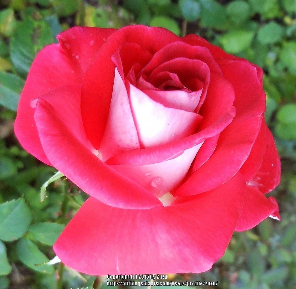 Photo of Rose (Rosa 'Smokin' Hot') uploaded by zuzu