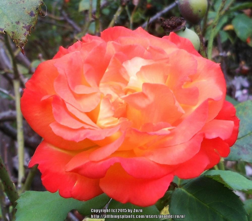 Photo of Rose (Rosa 'Spectra') uploaded by zuzu