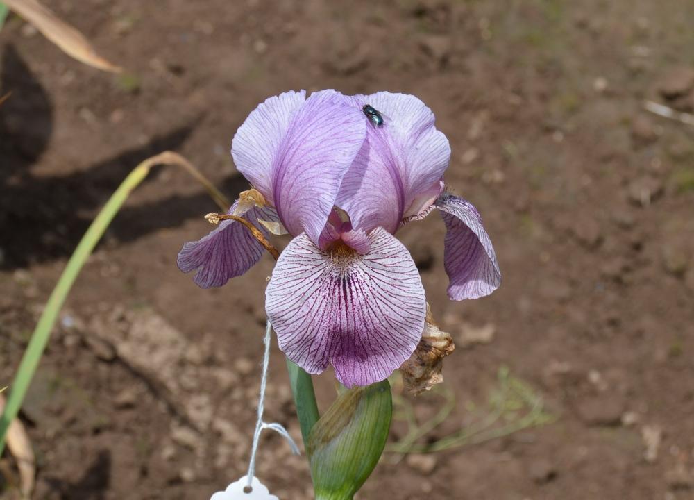 Photo of Arilbred Iris (Iris 'Alakazam') uploaded by KentPfeiffer