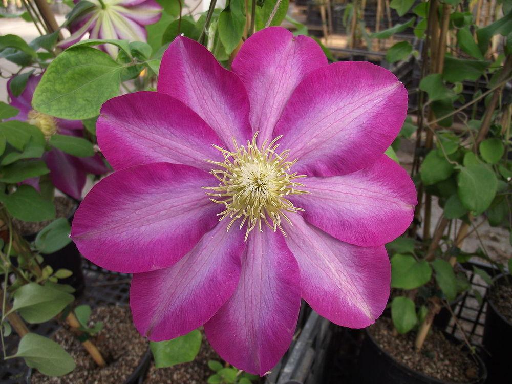Photo of Clematis 'Asao' uploaded by robertduval14