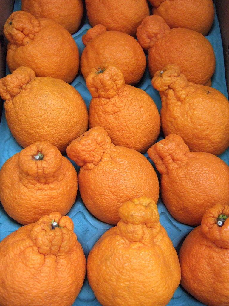 Photo of Mandarin (Citrus 'Dekopon') uploaded by robertduval14
