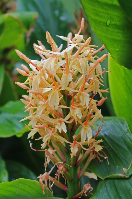 Photo of Hardy Ginger Lily (Hedychium densiflorum 'Stephen') uploaded by RuuddeBlock