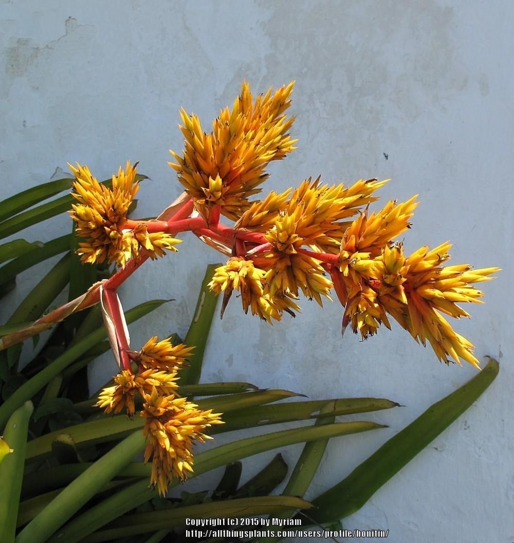 Photo of Bromeliad (Aechmea eurycorymbus) uploaded by bonitin