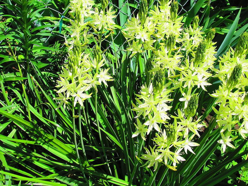 Photo of Large Camas (Camassia leichtlinii subsp. leichtlinii) uploaded by jmorth