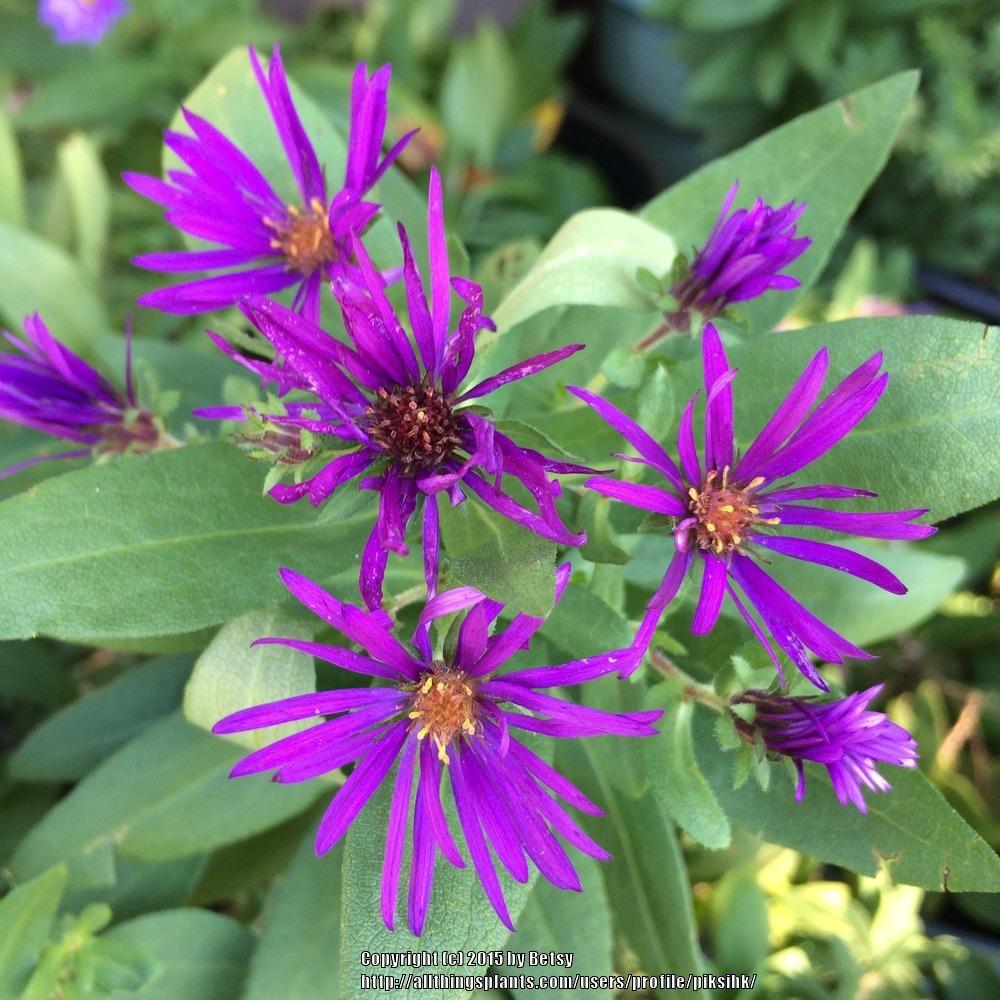 Photo of New England Aster (Symphyotrichum novae-angliae 'Purple Dome') uploaded by piksihk