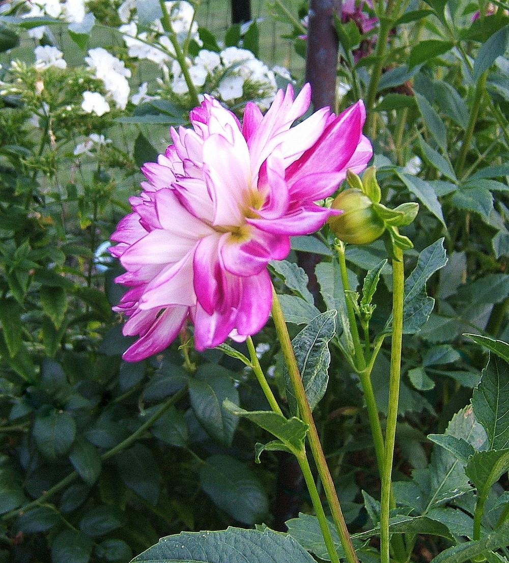 Photo of Dahlia 'Who Dun It' uploaded by pirl