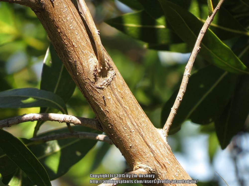 Photo of Buttonwood (Conocarpus erectus) uploaded by plantladylin