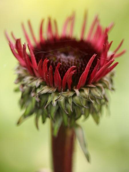 Photo of Coneflower (Echinacea 'Fatal Attraction') uploaded by robertduval14