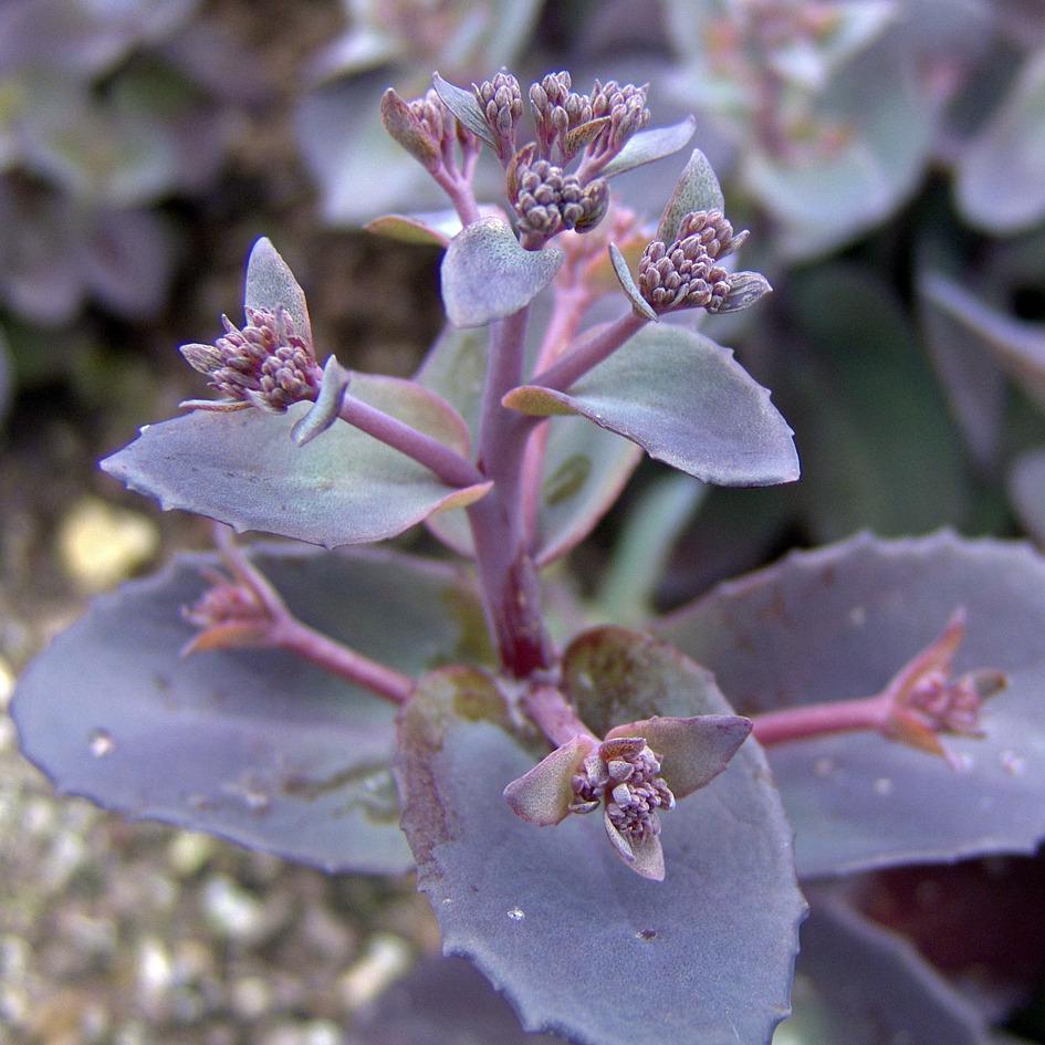 Photo of Stonecrop (Hylotelephium telephium subsp. telephium Xenox®) uploaded by robertduval14