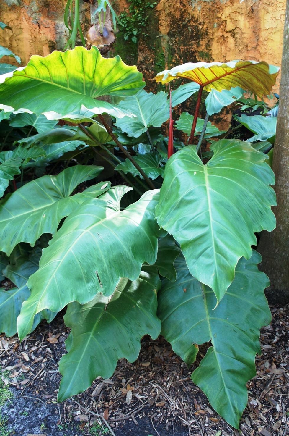 Photo of Philodendron 'Weeks Red Hybrid' uploaded by skylark