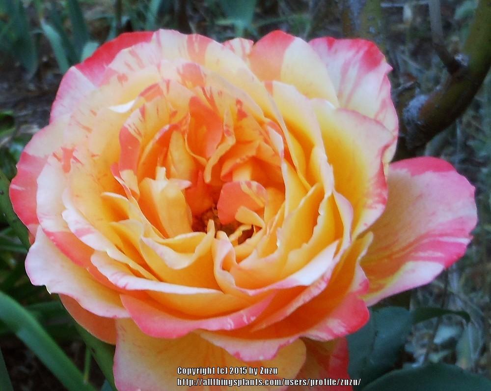 Photo of Rose (Rosa 'Rainbow Niagara') uploaded by zuzu