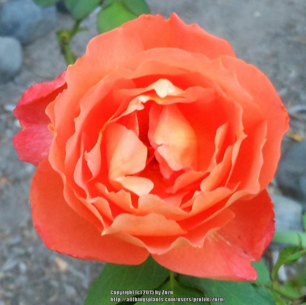 Photo of Rose (Rosa 'Outrageous') uploaded by zuzu