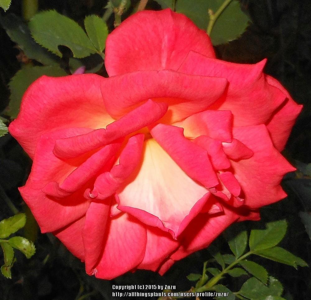 Photo of Rose (Rosa 'Dynasty') uploaded by zuzu