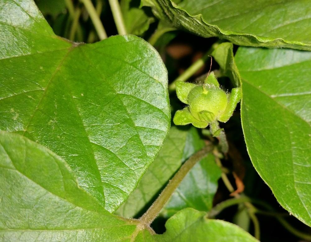 Photo of Malabar Bindweed (Hewittia malabarica) uploaded by Gerris2