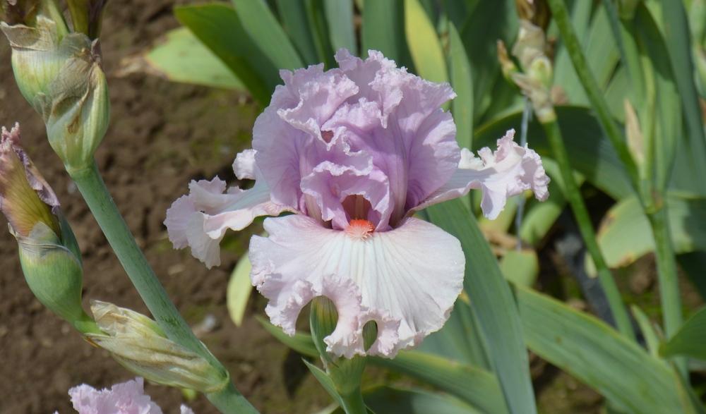 Photo of Tall Bearded Iris (Iris 'Bubblicious') uploaded by KentPfeiffer
