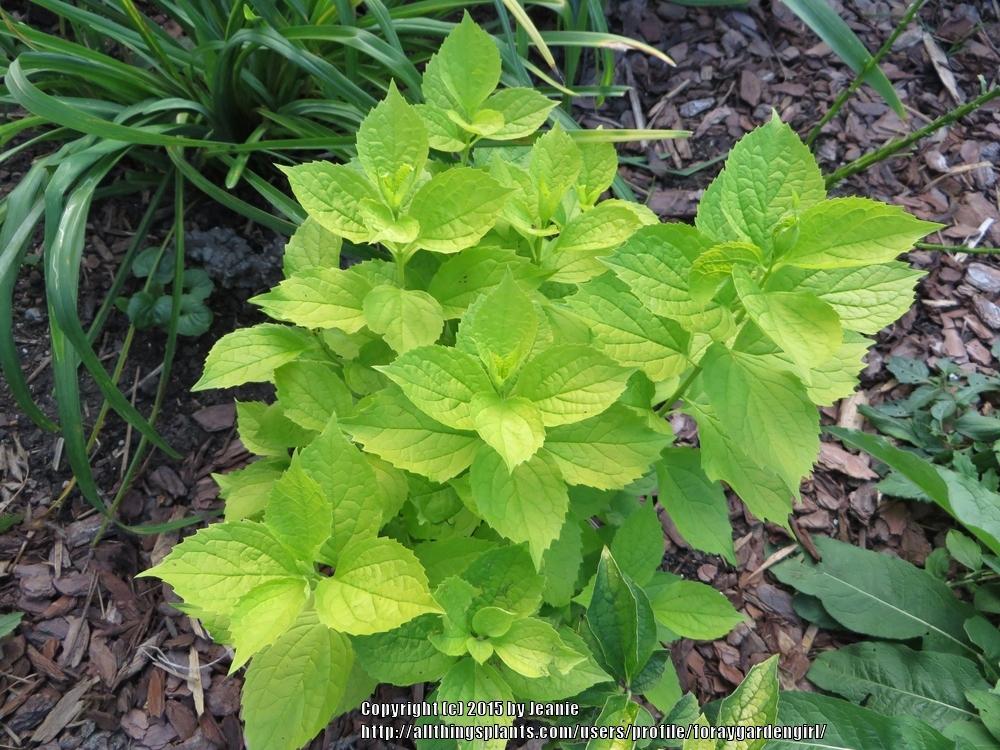 Mock Oranges Plant Care and Collection of Varieties