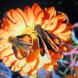 Location: central Illinois
Date: 10-5-15
Skipper butterflies