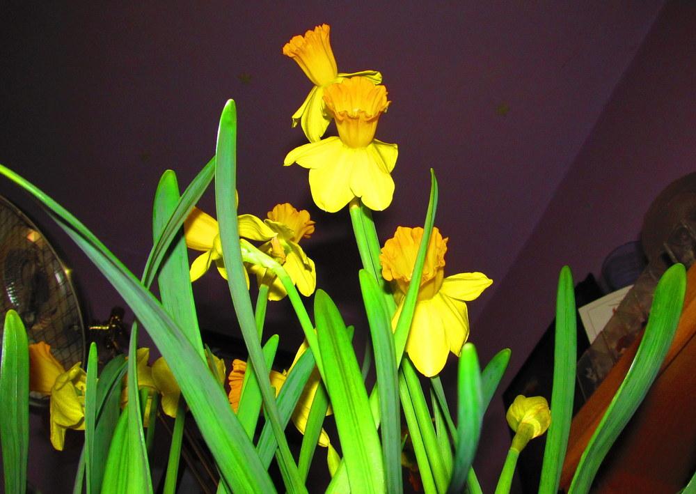Photo of Cyclamineus Daffodil (Narcissus 'Maria') uploaded by jmorth