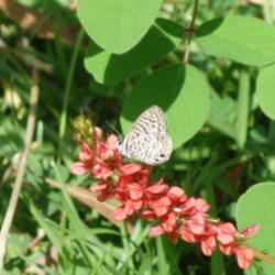 Location: Lutz, FL
Date: 2015-10-05
With Cassius Blue butterfly