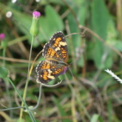 Location: Lutz, FL
Date: 2015-10-05
A favorite nectar plant of butterflies, including this Phaon Cres