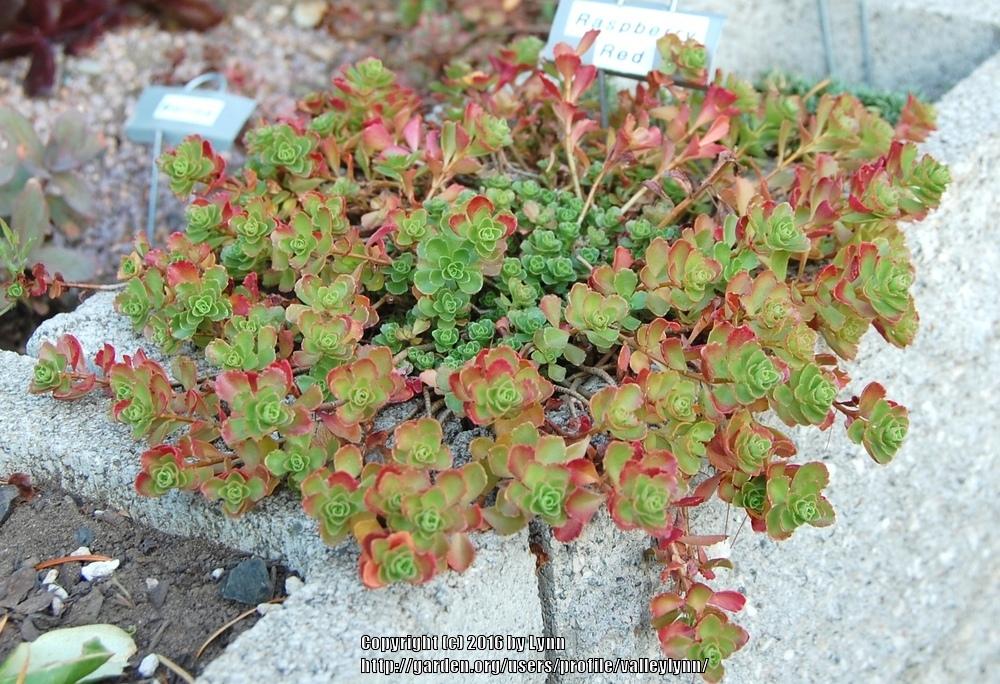 Photo of Two-Row Stonecrop (Phedimus spurius 'Raspberry Red') uploaded by valleylynn