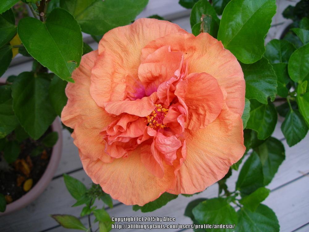 Photo of Tropical Hibiscus (Hibiscus rosa-sinensis 'Persimmon') uploaded by ardesia
