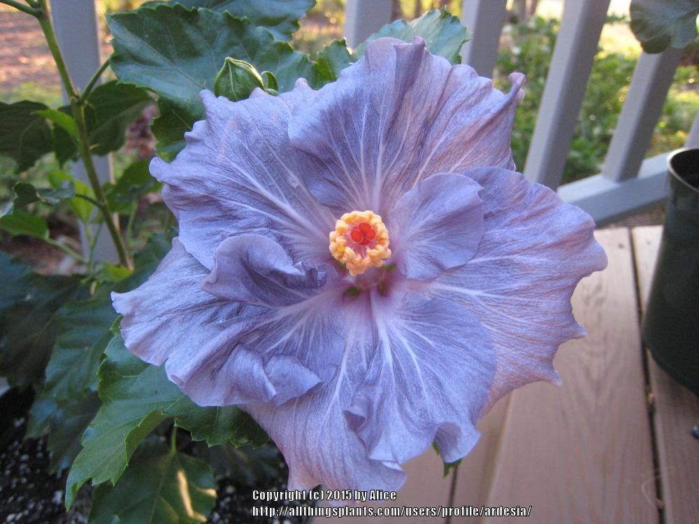 Photo of Tropical Hibiscus (Hibiscus rosa-sinensis 'Blue Bayou') uploaded by ardesia