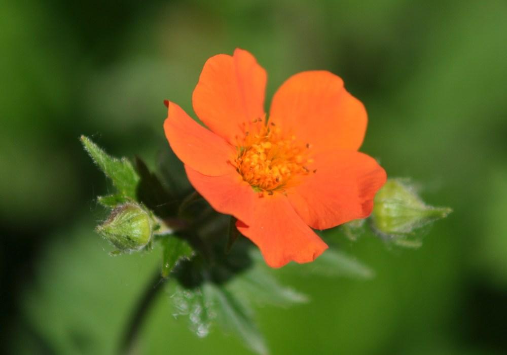 Photo of Orange Geum (Geum x borisii) uploaded by darwellwoods