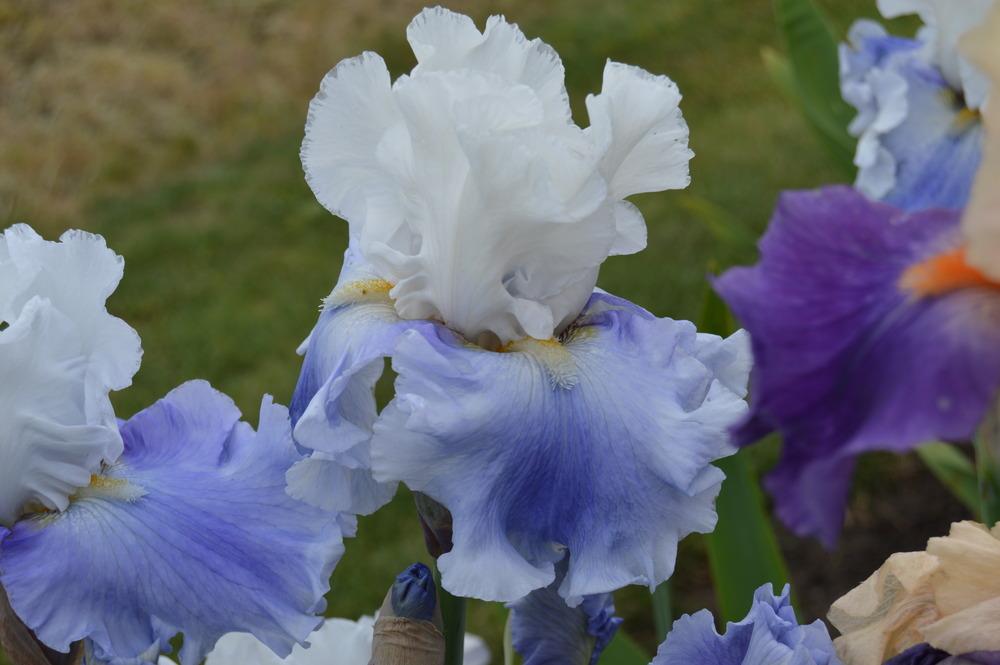 Photo of Tall Bearded Iris (Iris 'Coming About') uploaded by KentPfeiffer