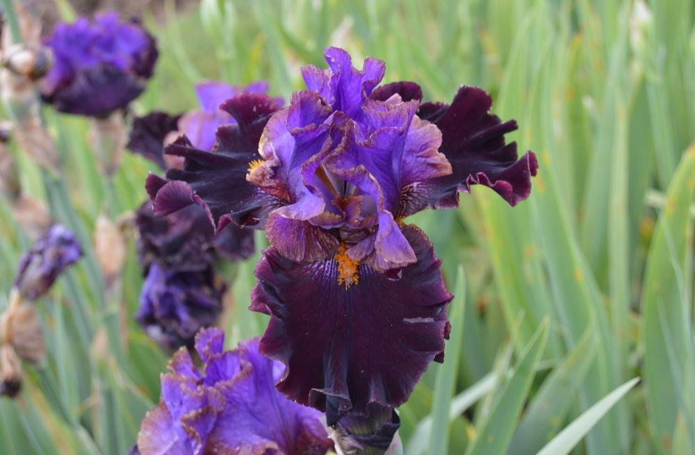 Photo of Tall Bearded Iris (Iris 'Cher and Cher Alike') uploaded by KentPfeiffer