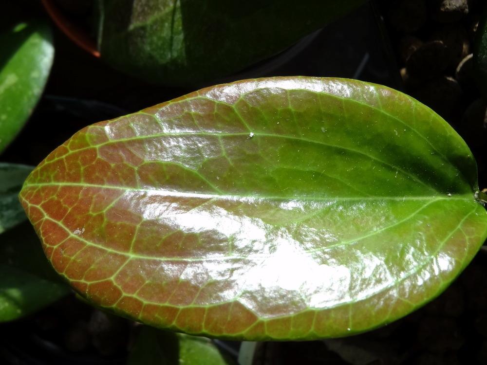 Photo of Wax Plant (Hoya pentaphlebia) uploaded by Orsola