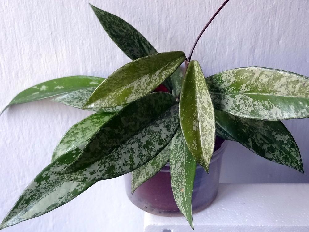 Photo of Wax Plant (Hoya pubicalyx 'Splash') uploaded by Orsola