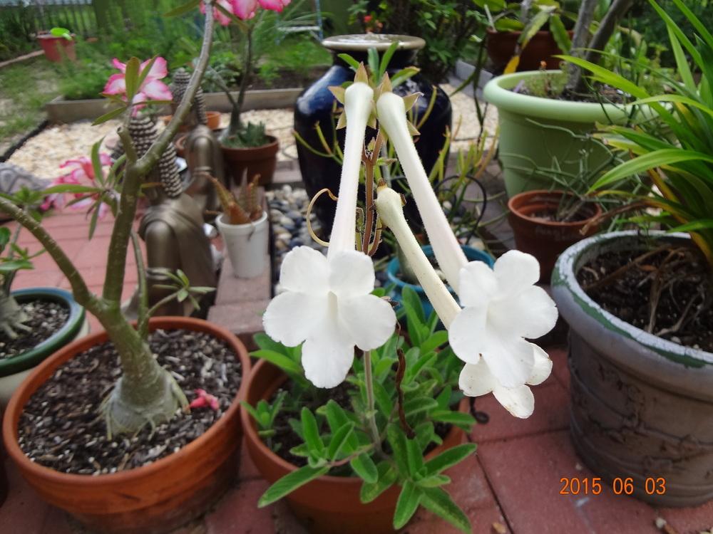 Photo of Hardy White Gloxinia (Sinningia tubiflora) uploaded by flagardener