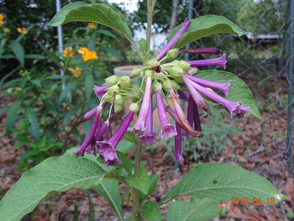 Photo of Purple Violet Tubeflower (Iochroma Royal Queen™ Purple) uploaded by flagardener