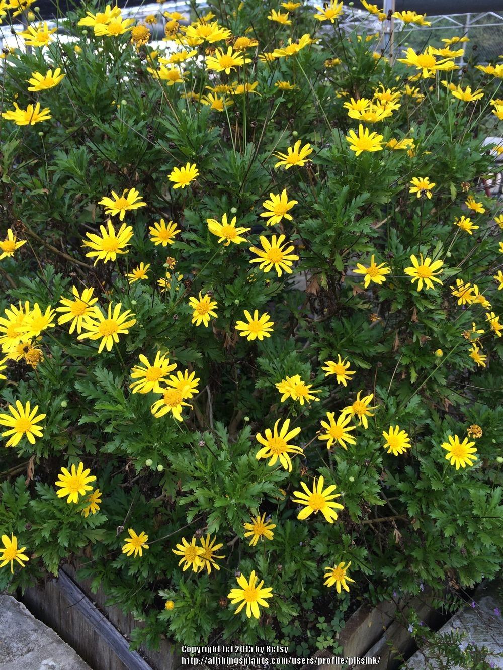 Photo of Daisy Bush (Euryops chrysanthemoides) uploaded by piksihk